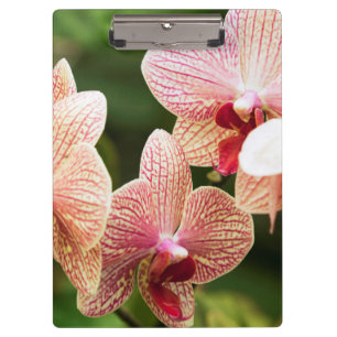 Carpeta De Pinza Híbrido de orquídea naranja, Sudáfrica