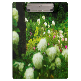 Carpeta De Pinza Hidrangeas livianas en mi jardín de Rubio