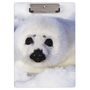 Carpeta De Pinza Hielo de cachorro de foca de arpa Golfo de San Lor