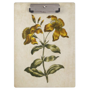 Carpeta De Pinza Hierba de San Juan