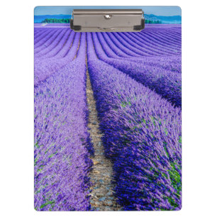 Carpeta De Pinza Hileras de lavanda, Provenza, Francia