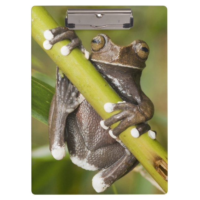 Carpeta De Pinza Hiloscirtus de la rana del árbol Tapichalaca cauti (Anverso)