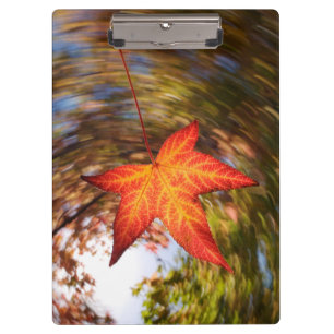 Carpeta De Pinza Hoja que cae de un árbol en otoño