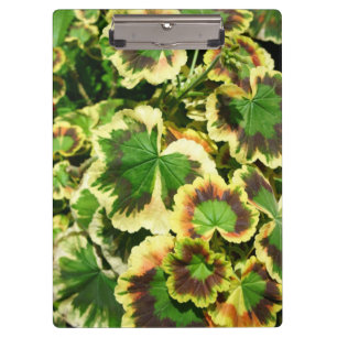 Carpeta De Pinza Hojas