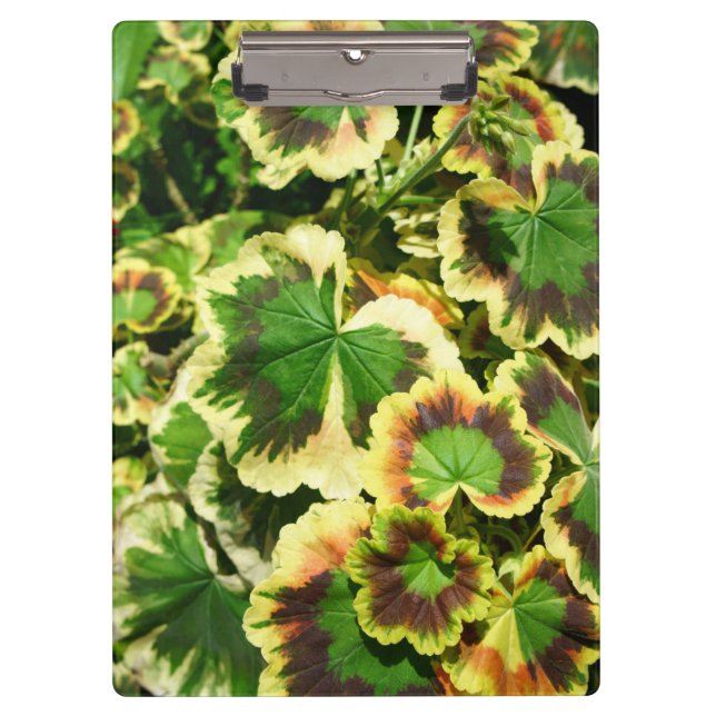 Carpeta De Pinza Hojas (Anverso)