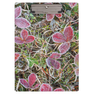 Carpeta De Pinza Hojas cubiertas de escarcha, Canadá