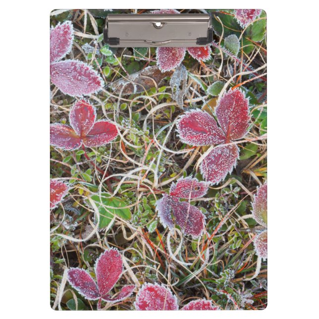 Carpeta De Pinza Hojas cubiertas de escarcha, Canadá (Anverso)