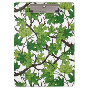 Carpeta De Pinza Hojas de arce sobre blanco