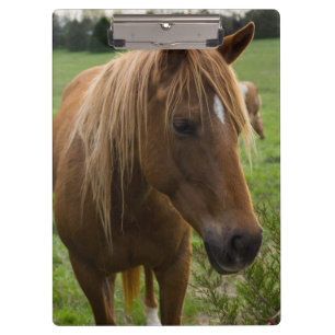 Carpeta De Pinza Hola de caballo