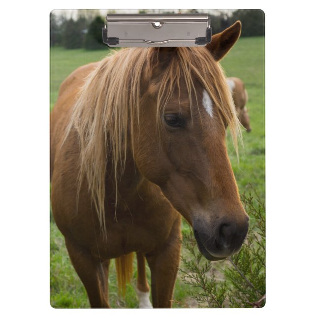 Carpeta De Pinza Hola de caballo (Anverso)