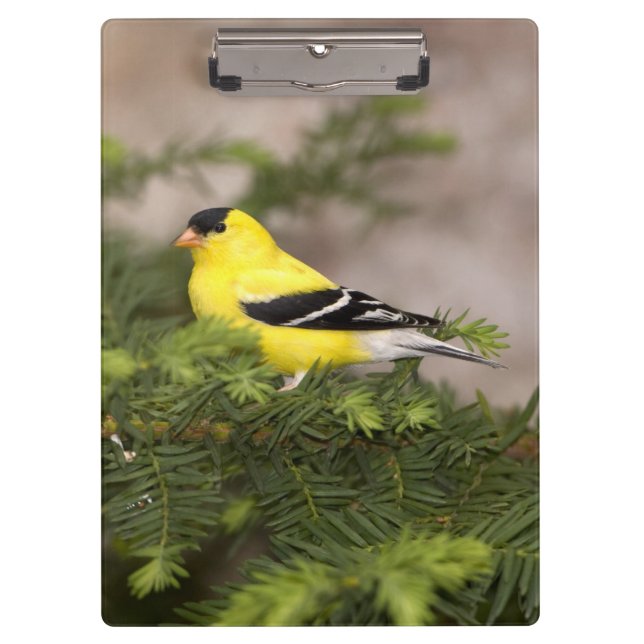 Carpeta De Pinza Hombre americano de Goldfinch en un árbol (Anverso)