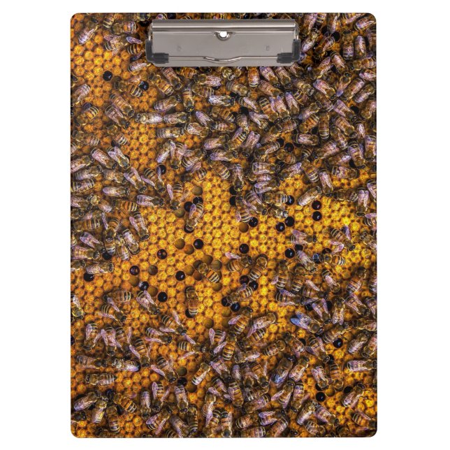 CARPETA DE PINZA HONEY BEES (Anverso)