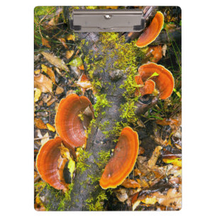 Carpeta De Pinza Hongos creciendo en ramas, el Knysna-Amatole