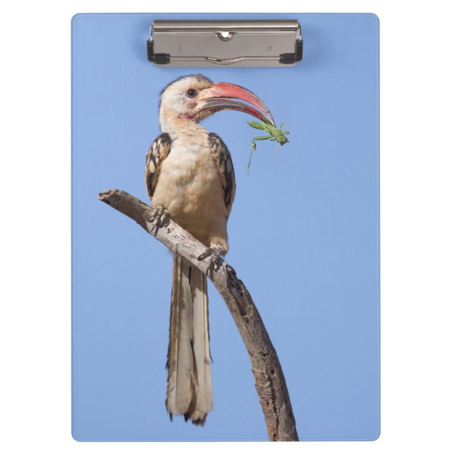 Carpeta De Pinza Hornbill rojo (Anverso)