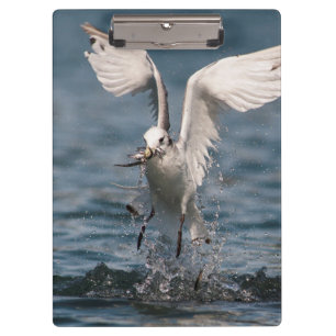 Carpeta De Pinza Hovering Kittiwake