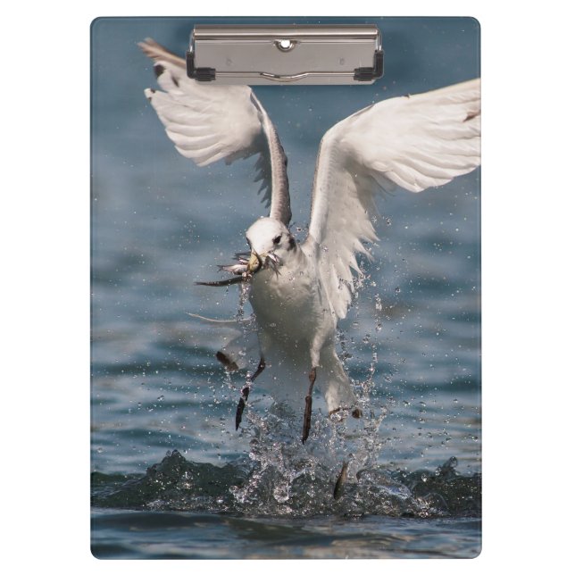 Carpeta De Pinza Hovering Kittiwake (Anverso)