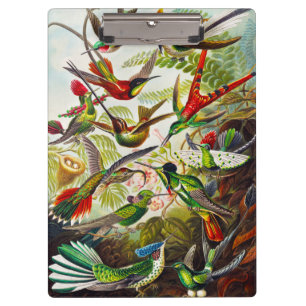 Carpeta De Pinza Hummingbirds por Ernst Haeckel