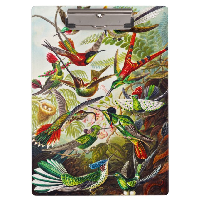 Carpeta De Pinza Hummingbirds por Ernst Haeckel (Anverso)