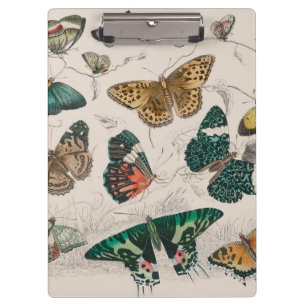 Carpeta De Pinza Ilustración antigua de mariposa: Orfebre de 1820