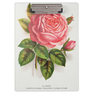 Carpeta De Pinza Ilustración floral de rosa rosa antigua Cottagecor