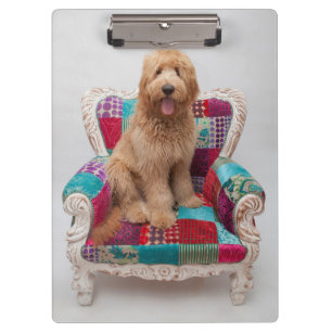 Carpeta De Pinza Imágenes de Getty el   Goldendoodle lindo