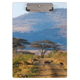 Carpeta De Pinza Impala (Aepyceros Melampus), Hluhluwe-Umfolozi