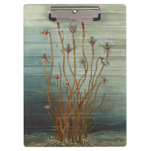 Carpeta De Pinza Impresión marina de biología marina vintage de Osc
