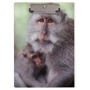 Carpeta De Pinza Indonesia, Bali, Ubud, Macaco de cola larga
