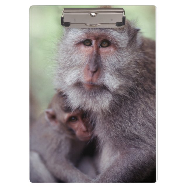 Carpeta De Pinza Indonesia, Bali, Ubud, Macaco de cola larga (Anverso)