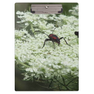 Carpeta De Pinza Insectos en la flor de los viejos