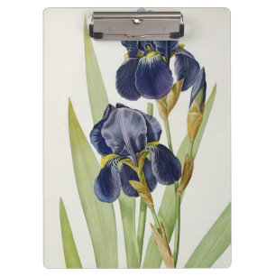 Carpeta De Pinza Iris Germanica, de "Les Liliacees", 1805