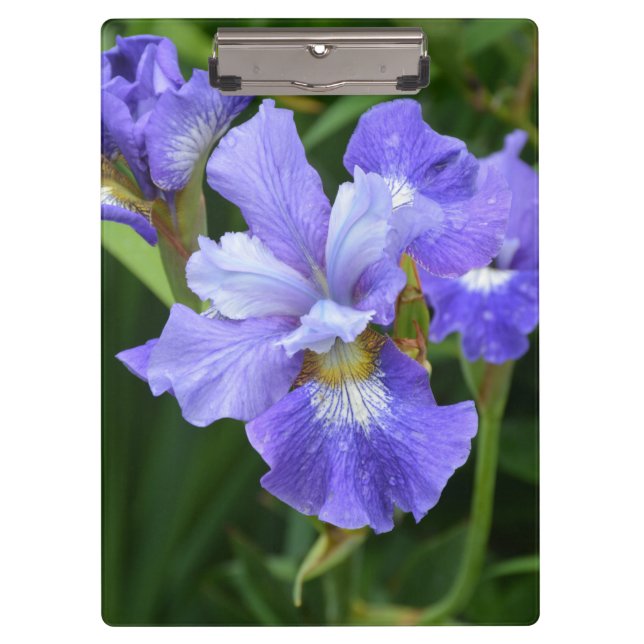 Carpeta De Pinza Iris morado (Anverso)