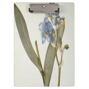 Carpeta De Pinza Iris Pallida, de "Les Liliacees", 1812