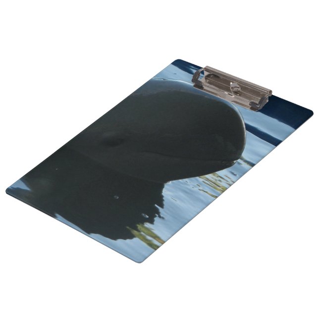 Carpeta De Pinza Irrawaddy Dolphin Peek-A-Boo (Angular)