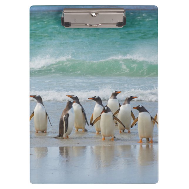Carpeta De Pinza Islas Malvinas. Isla Saunders. Gentoo (Anverso)