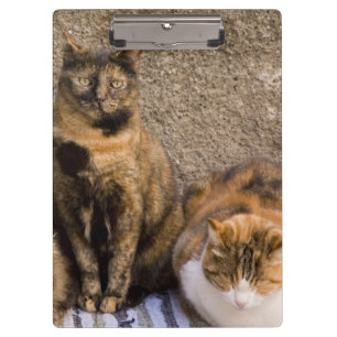 Carpeta De Pinza Italia, Cinque Terre, Vernazza. Tres gatos