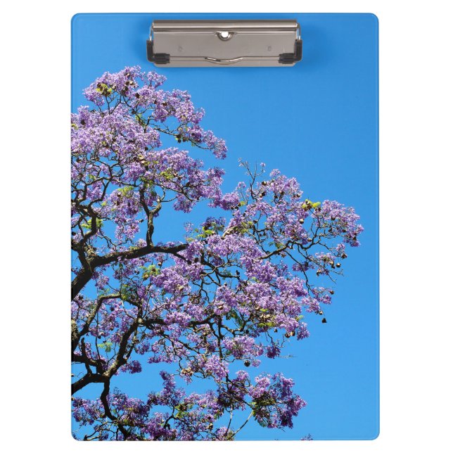 Carpeta De Pinza Jacaranda (Anverso)