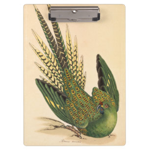 Carpeta De Pinza James Sowerby Ground Parrot, Psittacus terrestres