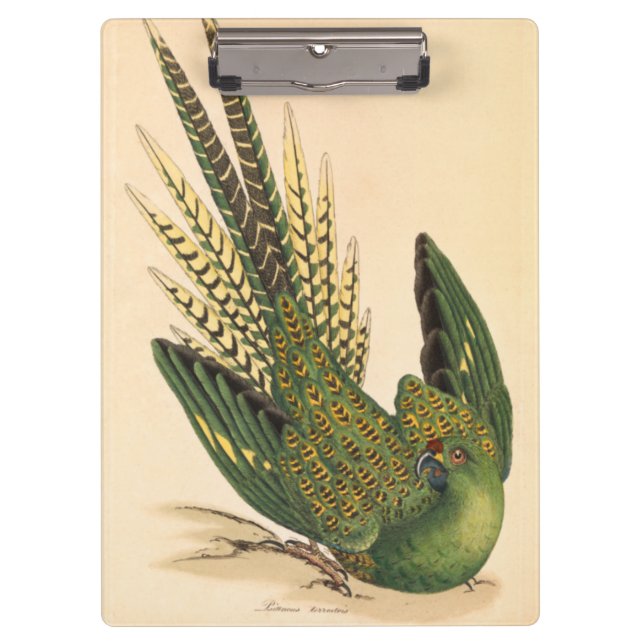 Carpeta De Pinza James Sowerby Ground Parrot, Psittacus terrestres (Anverso)