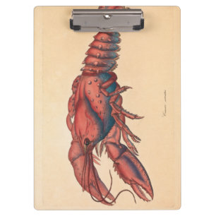 Carpeta De Pinza James Sowerby Serrate Lobster
