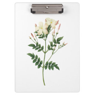 Carpeta De Pinza jazmín (grandiflorum del Jasminum) por Redouté