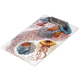 Carpeta De Pinza Jellyfish vintage por Ernst Haeckel, Discomedusae