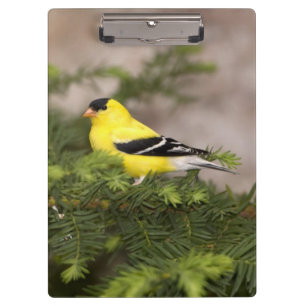Carpeta De Pinza Jilguero americano macho en un árbol