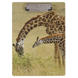 Carpeta De Pinza Jirafa Masai madre y bebé, Giraffa