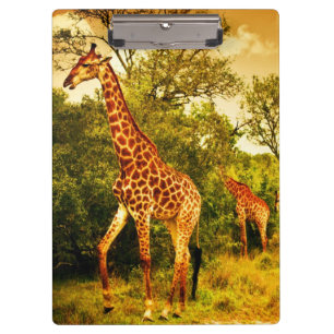 Carpeta De Pinza Jirafas surafricanas