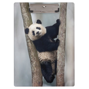 Carpeta De Pinza Joven panda subiendo a un árbol, China
