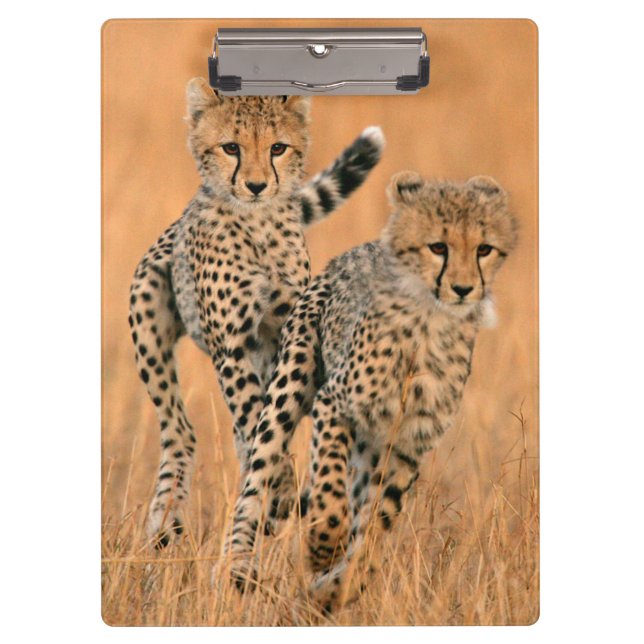 Carpeta De Pinza Jóvenes guepardos (Acinonyx Jubatus) (Anverso)