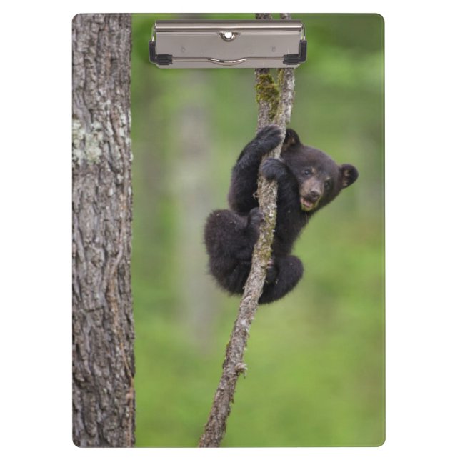 Carpeta De Pinza Jugando el cachorro de oso negro, Tennessee (Anverso)