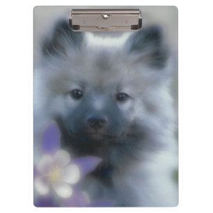 Carpeta De Pinza Keeshond y Columbine - Fotografía de perro