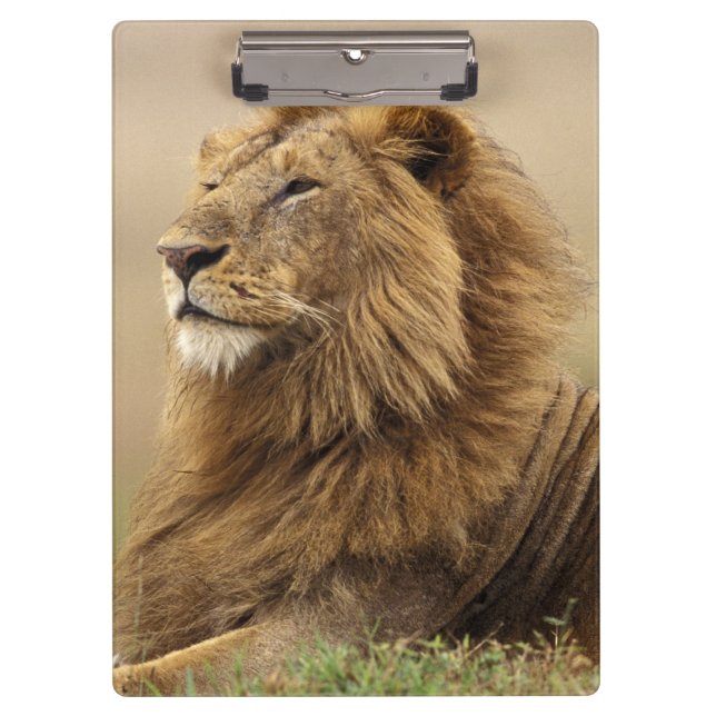 Carpeta De Pinza Kenia, Masai Mara | León Macho (Anverso)